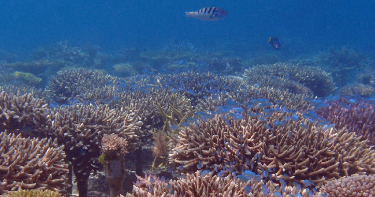 DNA解析でサンゴ礁保全を目指す | 沖縄科学技術大学院大学（OIST）